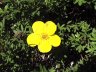 gul blomst.JPG - 